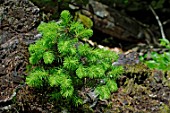 Picea sp.