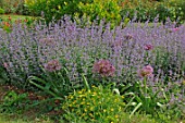 Nepeta & Allium Globemaster