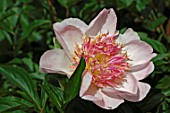 Paeonia lactiflora Do Tell (Peony)