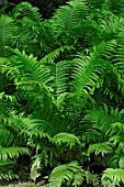 Matteuccia struthiopteris (foliage of Ostrich fern)  -  -