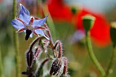 Borago officinalis