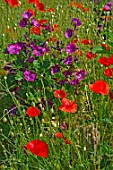 Wild border of Papaver rhoeas (poppies) and Malva sylvestris (mallows)