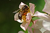 Apis mellifera on Rosa flower, (Bee on rose)