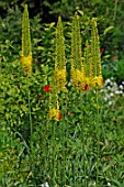 Eremurus stenophyllus