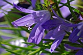 Campanula porscharskyana