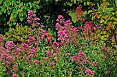 Centranthus ruber in border