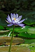 Nymphaea gigantea (Giant waterlily in pond)