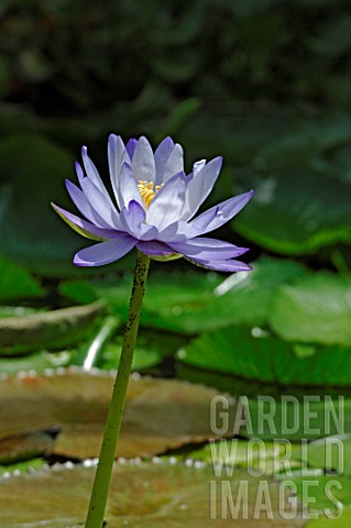 Nymphaea_gigantea_Giant_waterlily_in_pond