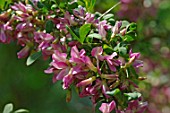 Halimodendron halodendron
