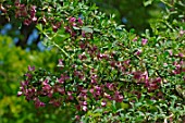 Halimodendron halodendron