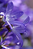 Campanula porscharskyana