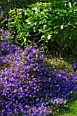 Border of Campanula porscharskyana