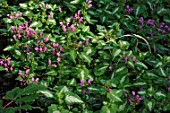 Lamium maculatum (Spotted henbit in summer)