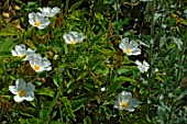 Cistus populifolius