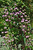 Phlomis tuberosa