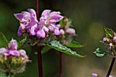 Phlomis tuberosa