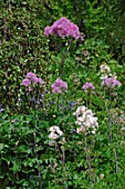 Thalictrum aquilegifolium