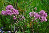 Thalictrum aquilegifolium