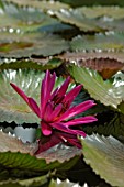 Nymphaea Jupiter (Waterlily Jupiter)