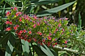 Echium wildpretii