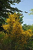 Cytisus striatus