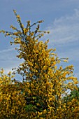 Cytisus striatus