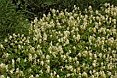 Corydalis alba