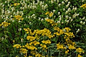 Allium moly in front of Corydalis