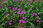 Erodium manescavi