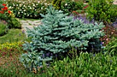 Picea pungens Glauca Globosa