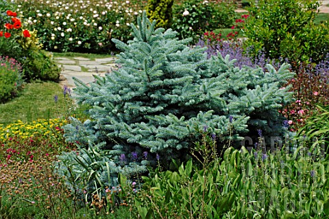 Picea_pungens_Glauca_Globosa