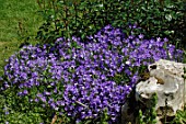 Campanula portenschlagiana