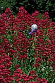 Iris in the middle of Centranthus ruber