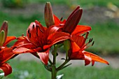 Lillium Gran Paradiso