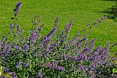 Nepeta sibirica (Siberian catmint)