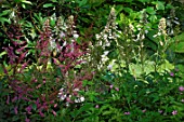 Hosta and Astilbe planted in the shade