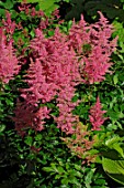 Astilbe japonica Rheinland