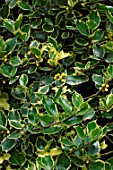 Ilex Rubicaulis Aurea