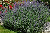 Border of catmint (Nepeta x faassenii)