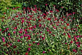 Lychnis coronaria