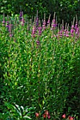 Lythrum salicaria Feuerkerze