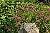 Spiraea japonica Anthony Waterer