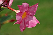 Mandevilla flower close up