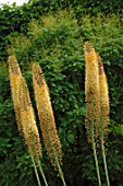 Eremurus Moneymaker