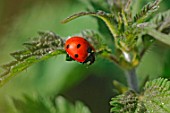 Ladybird (Coccinella septempunctata) on leaf