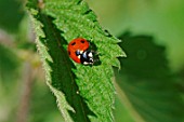 Ladybird (Coccinella septempunctata) on leaf