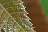 Serrated edge of leaf