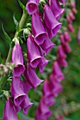 Digitalis purpurea