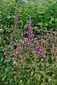 Digitalis purpurea