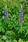 Lupinus x regalis Le Gouverneur (The Governor)